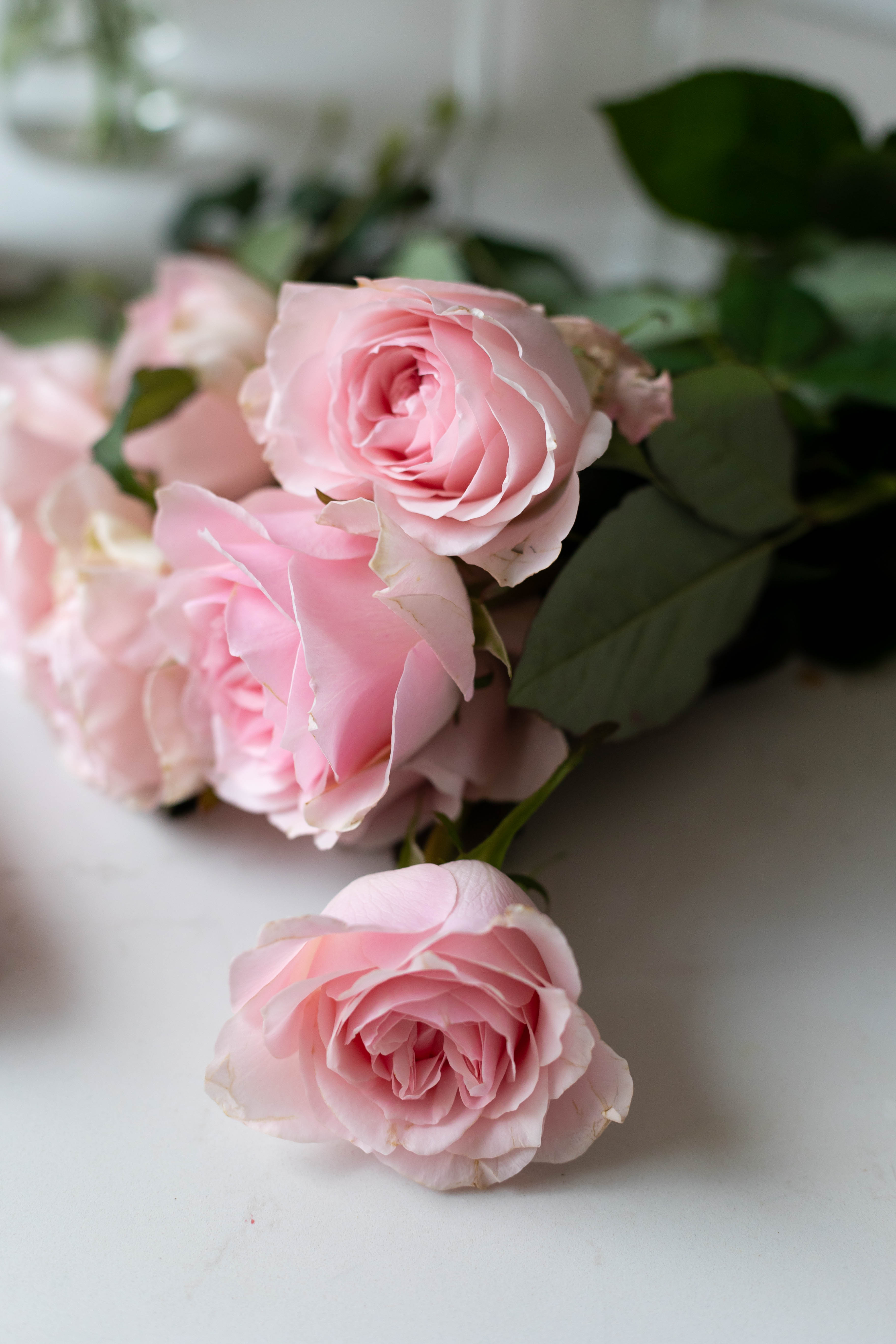 סרום לילה ירח ורוד